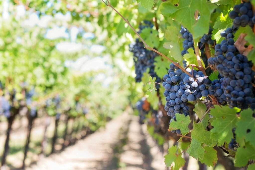 Close-up of ripe grapes on vineyard vines ready for harvest under bright sunlight.